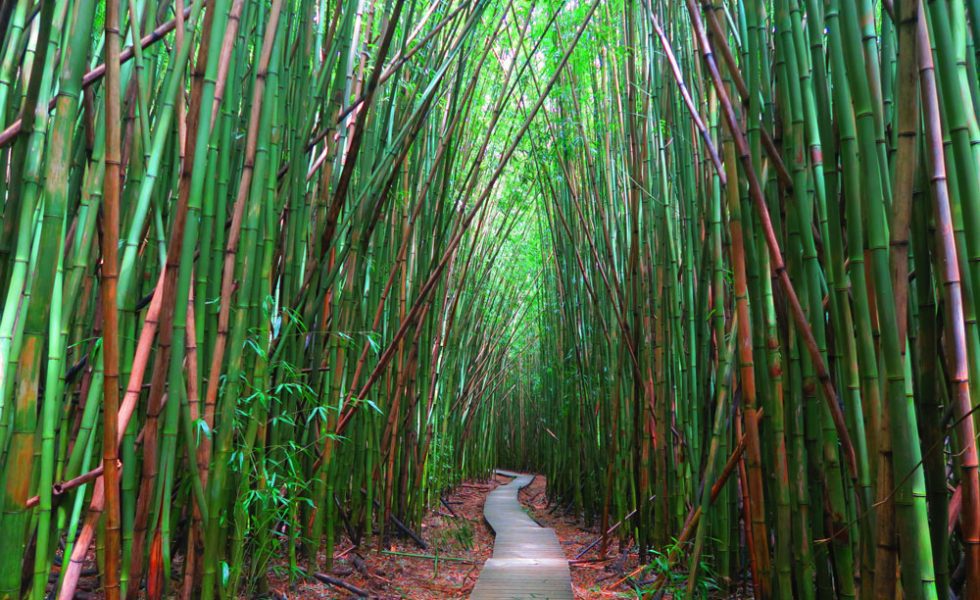 Is Maui all that it’s hyped up to be?
