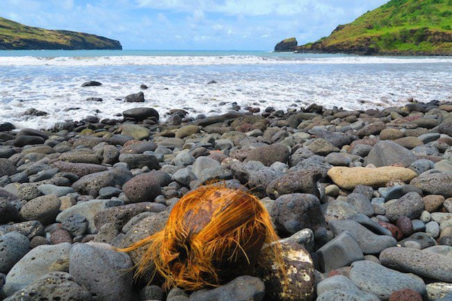 Alavarado beach lonesome coconut Nuku Hiva Marquesas Islands French Polynesia