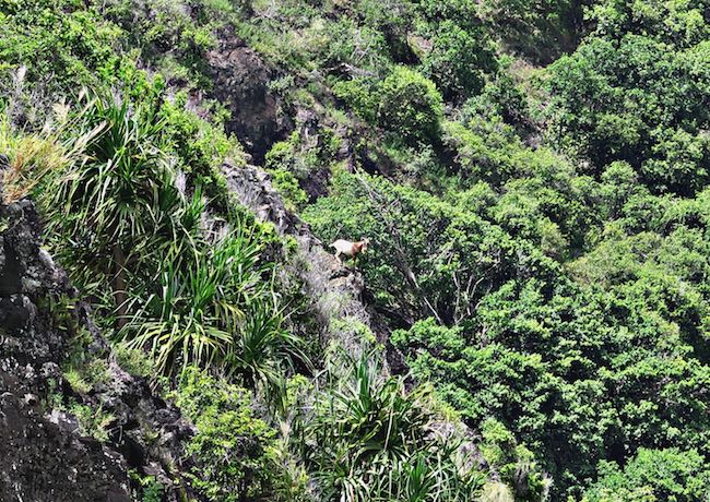 Anaho Bay goat Nuku Hiva Marquesas Islands French Polynesia