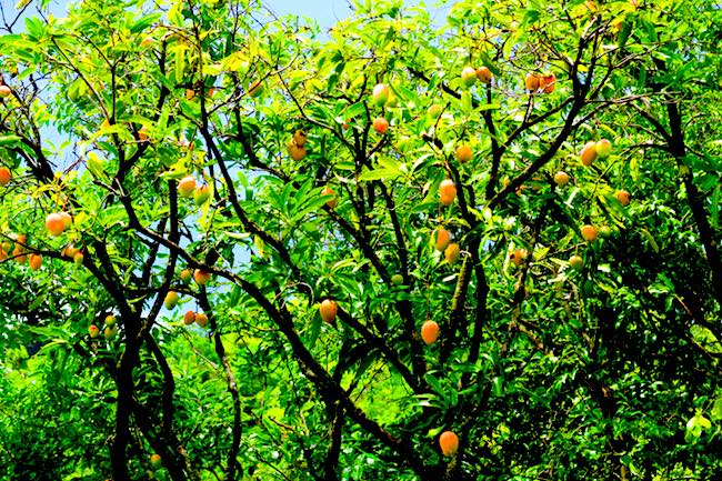 Anaho Bay mango trees Nuku Hiva Marquesas Islands French Polynesia