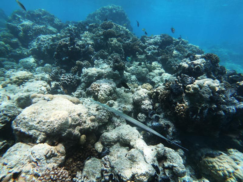 Aquarium Snorkeling tour - Rangiroa Atoll French Polynesia - trumpet fish