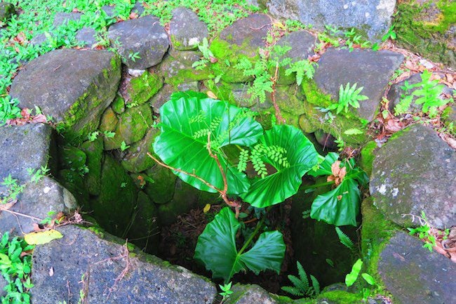 Archeological site food pit Nuku Hiva Marquesas Islands French Polynesia