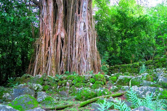 Archeological site giant banyan tree Nuku Hiva Marquesas Islands French Polynesia