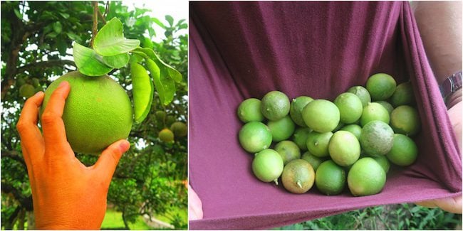 Atuona Village fruit Hiva Oa Marquesas Islands French Polynesia