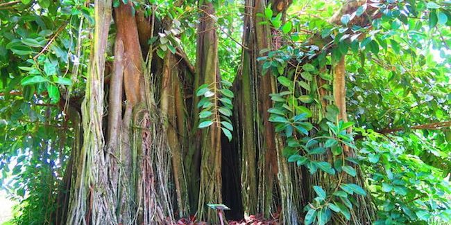 Bain de Vaima & Vaipahi Gardens Tahiti - banyan tree