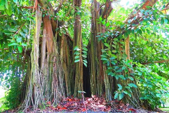 Bain de Vaima & Vaipahi Gardens Tahiti - banyan tree
