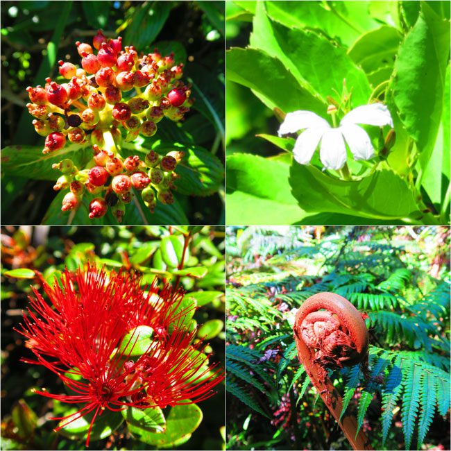 Tropical Plants in Pepeopae Forest Bog Trail - Molokai Hawaii