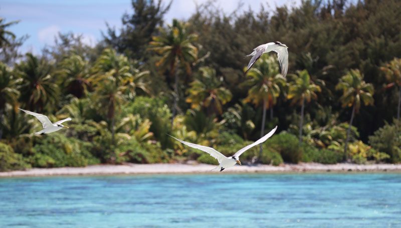 Bora Bora Lagoon tour French Polynesia frigate birds