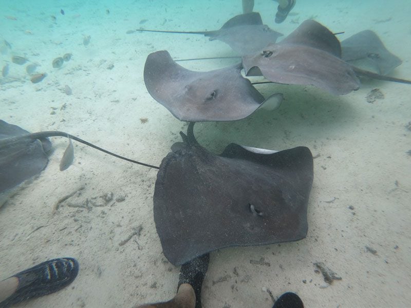 Bora Bora Lagoon tour French Polynesia stingrays 2