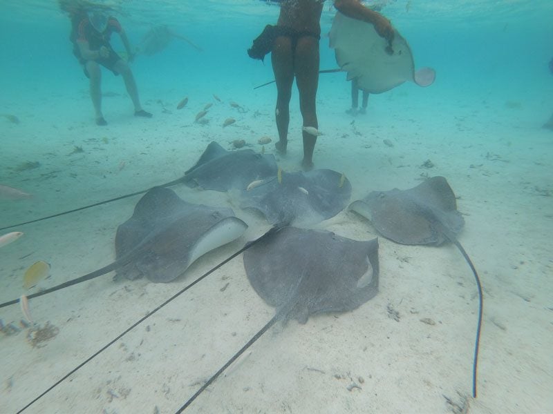 Bora Bora Lagoon tour French Polynesia - stingrays