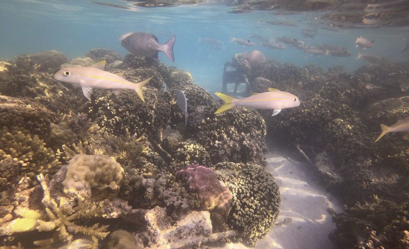 Bora Bora Pearl Beach Resort - snorkeling 2