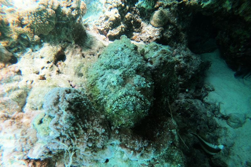 Bora Bora lagoon tour French Polynesia - stone fish