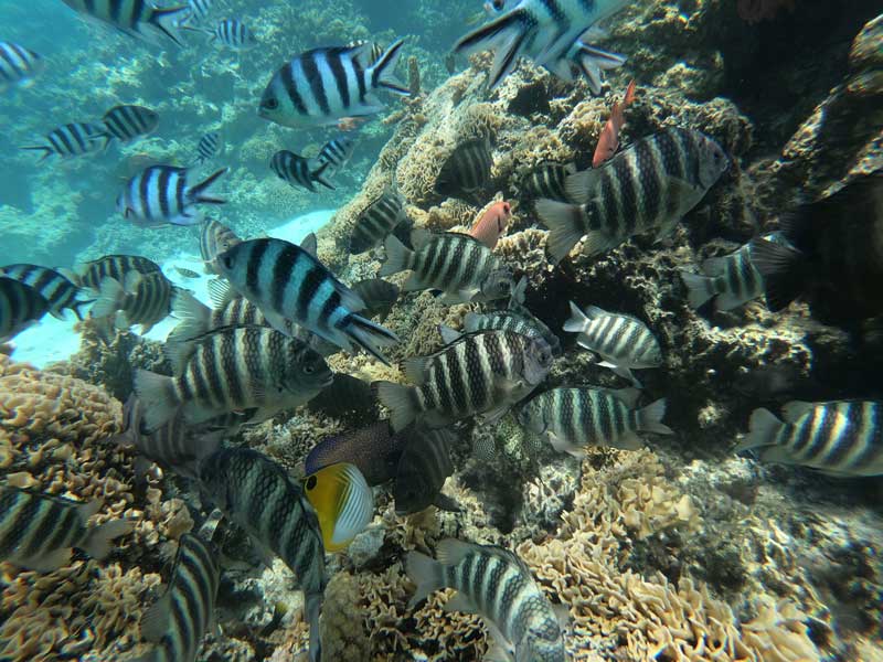 Bora Bora lagoon tour French Polynesia - tropical fish