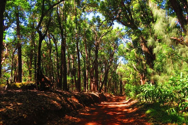 Cloud forest - Kamakou Preserve - Molokai Hawaii