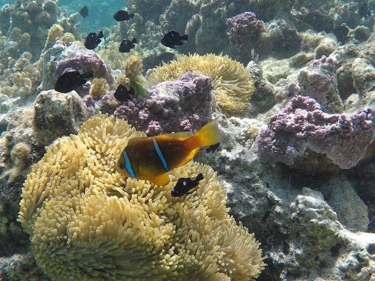 Clow in fish coral garden Tahaa French Polynesia