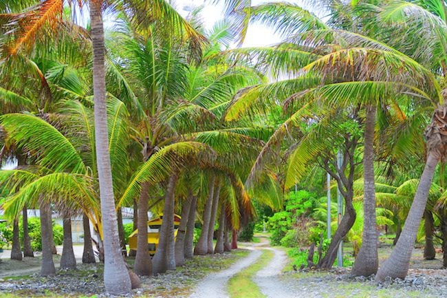 Coconut plantation Tiputa Village Rangiroa French Polynesia