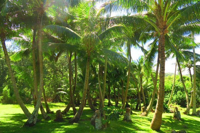 Coconuts in Halawa Valley - Molokai Hawaii