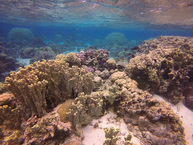 Colorful coral in Ofu Beach American Samoa