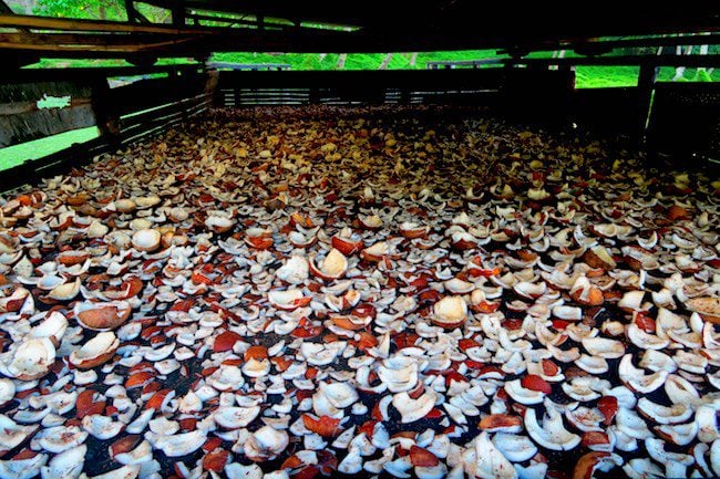 Copra dried coconut Hiva Oa Marquesas Islands French Polynesia