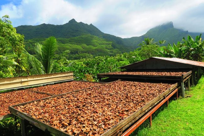 Copra making Raiatea Island French Polynesia