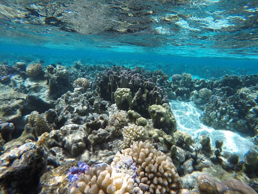 Coral Garden - Maupiti - French Polyensia