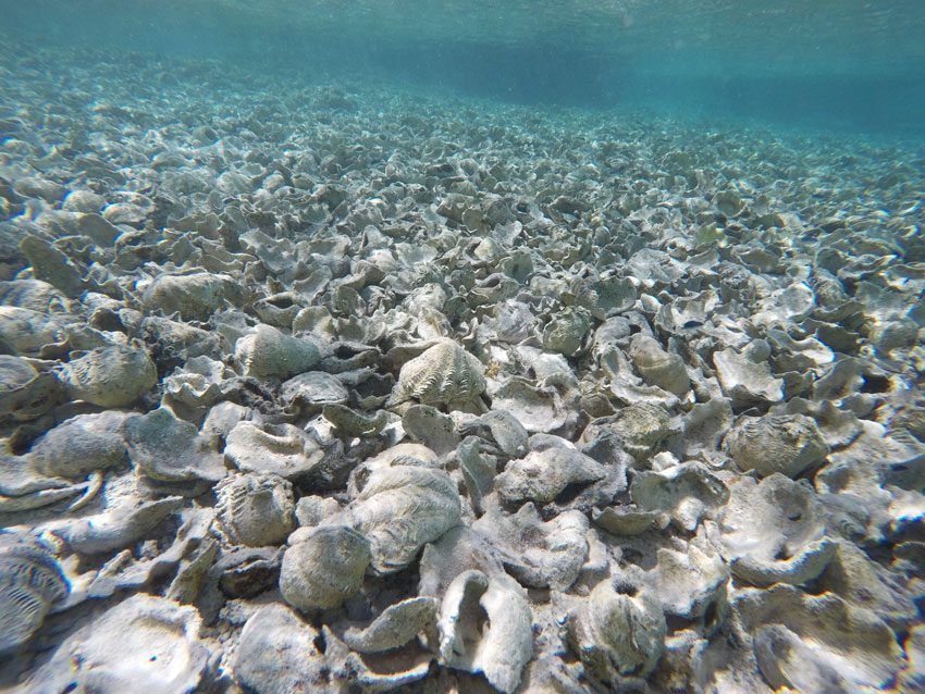 Coral Garden - Maupiti - French Polynesia - Empty shells