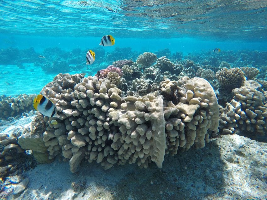 Coral Garden - Maupiti - French Polynesia - Tropical Fish Snorkeling