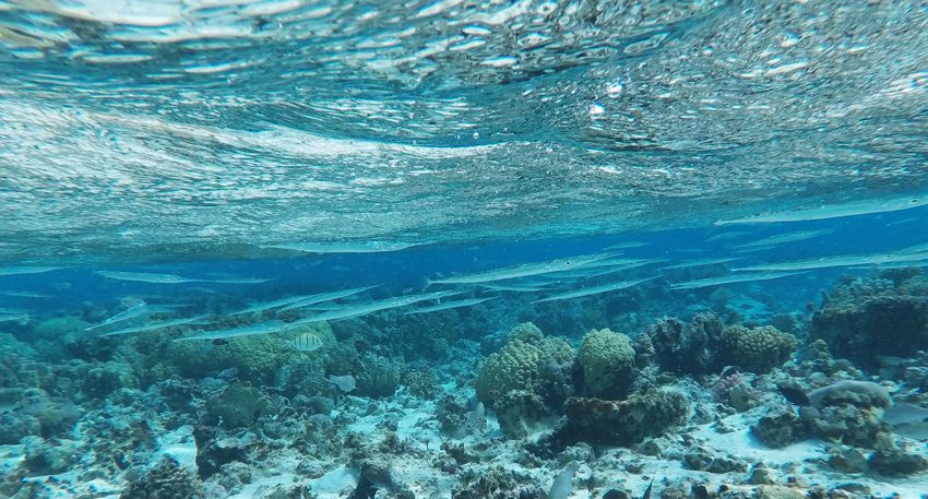 Coral Garden - Maupiti - French Polynesia - Trumpet Fish