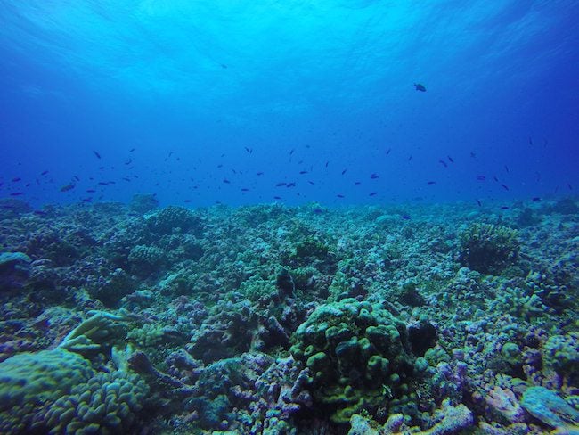 Diving Rangiroa French Polynesia Avatoru Pass reef
