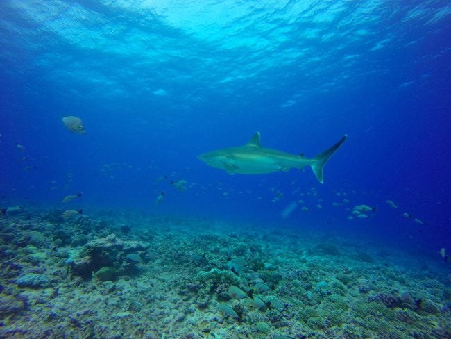 Diving Rangiroa French Polynesia Avatoru Pass silver tip shark