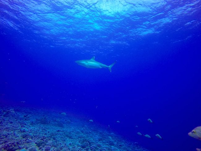 Diving Rangiroa French Polynesia Avatoru Pass silver tip shark