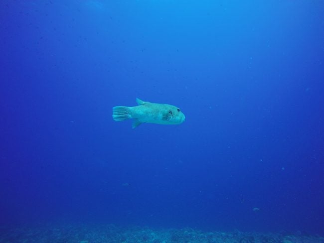 Diving Rangiroa French Polynesia Avatoru Pass spotted grouper