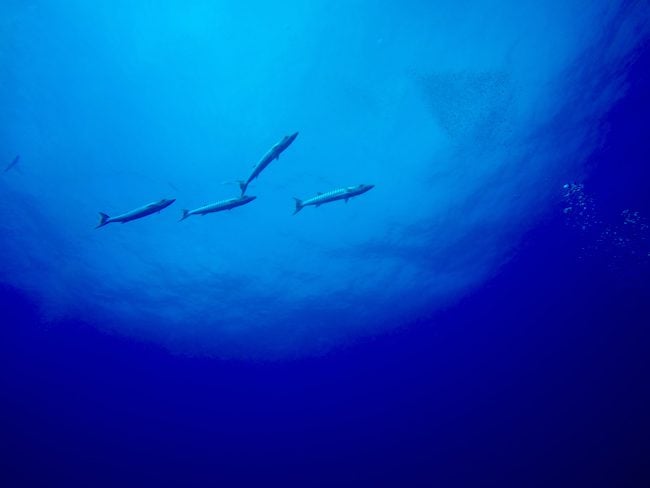 Diving Rangiroa French Polynesia Tiputa Pass baracuda