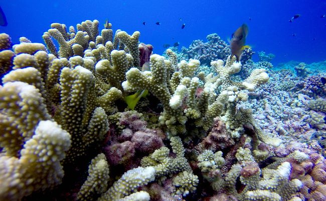 Diving Rangiroa French Polynesia Tiputa Pass coral