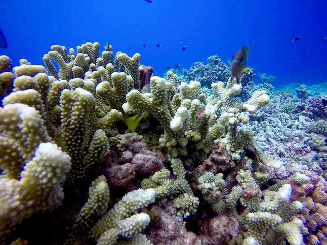 Diving Rangiroa French Polynesia Tiputa Pass coral