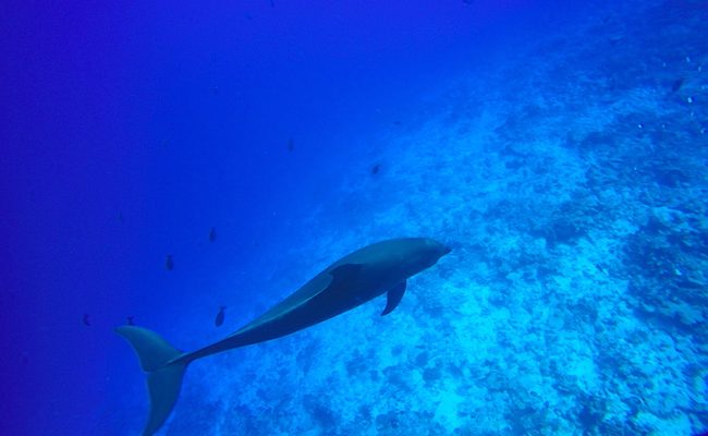 Diving Rangiroa French Polynesia Tiputa Pass dolphin