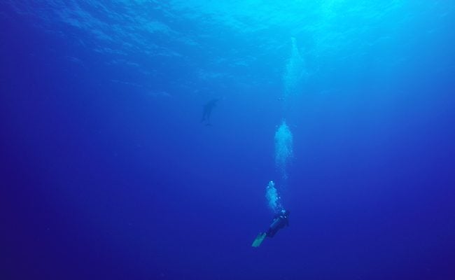 Diving Rangiroa French Polynesia Tiputa Pass dolphin family