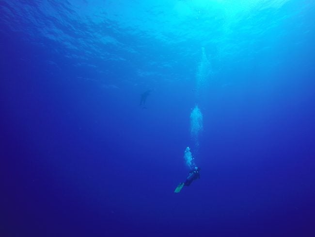 Diving Rangiroa French Polynesia Tiputa Pass dolphin family