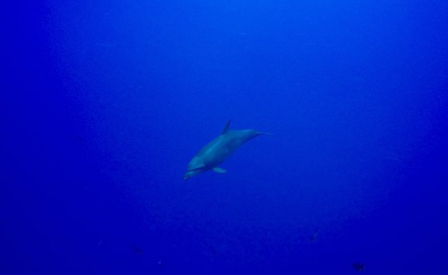 Diving Rangiroa French Polynesia Tiputa Pass dolphin up close
