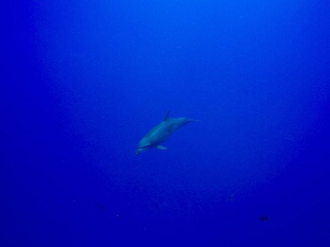 Diving Rangiroa French Polynesia Tiputa Pass dolphin up close