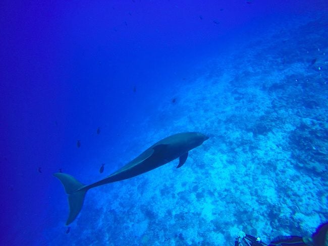 Diving Rangiroa French Polynesia Tiputa Pass dolphin