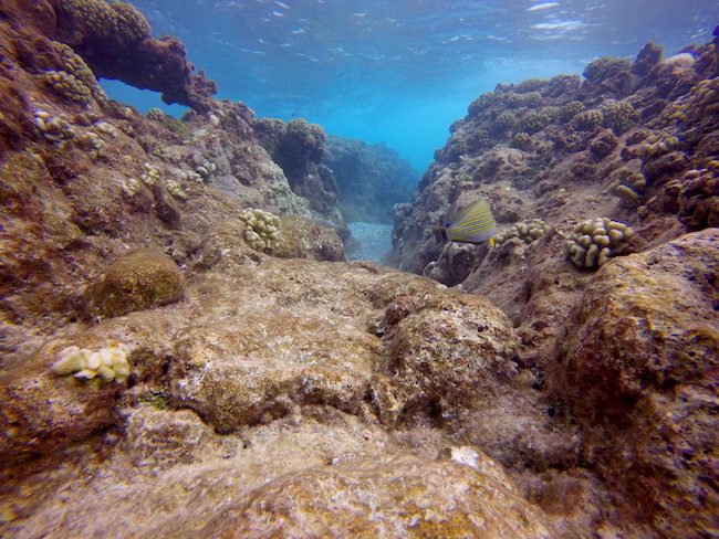 Diving Rangiroa French Polynesia Tiputa Pass drift diving