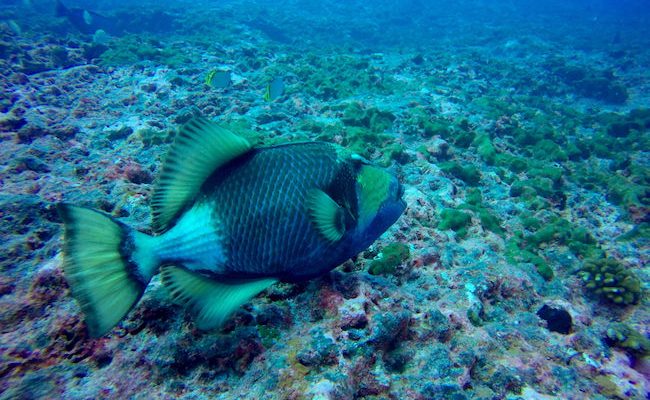 Diving Rangiroa French Polynesia Tiputa Pass napoleon fish female