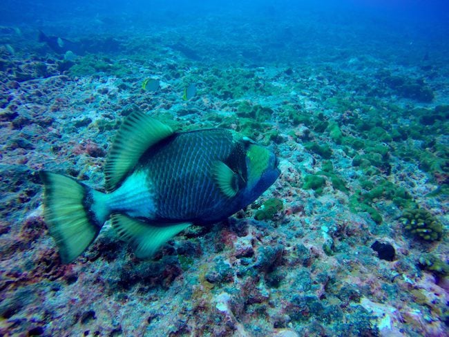 Diving Rangiroa French Polynesia Tiputa Pass napoleon fish female