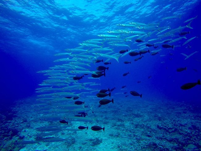 Diving Rangiroa French Polynesia Tiputa Pass school of baracuda