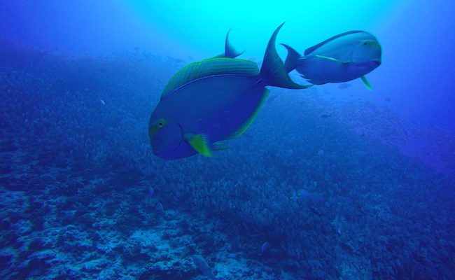 Diving Rangiroa French Polynesia Tiputa Pass school of fish