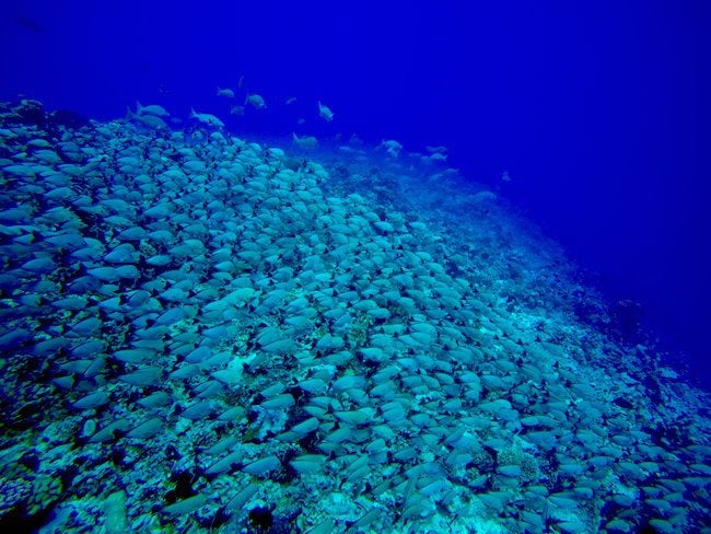 Diving Rangiroa French Polynesia Tiputa Pass school of snapper