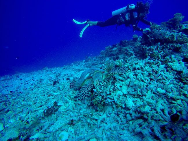 Diving Rangiroa French Polynesia Tiputa Pass sea turtle