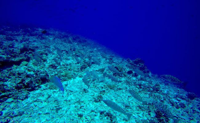 Diving Rangiroa French Polynesia Tiputa Pass spotted fish