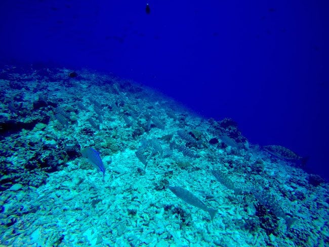 Diving Rangiroa French Polynesia Tiputa Pass spotted fish